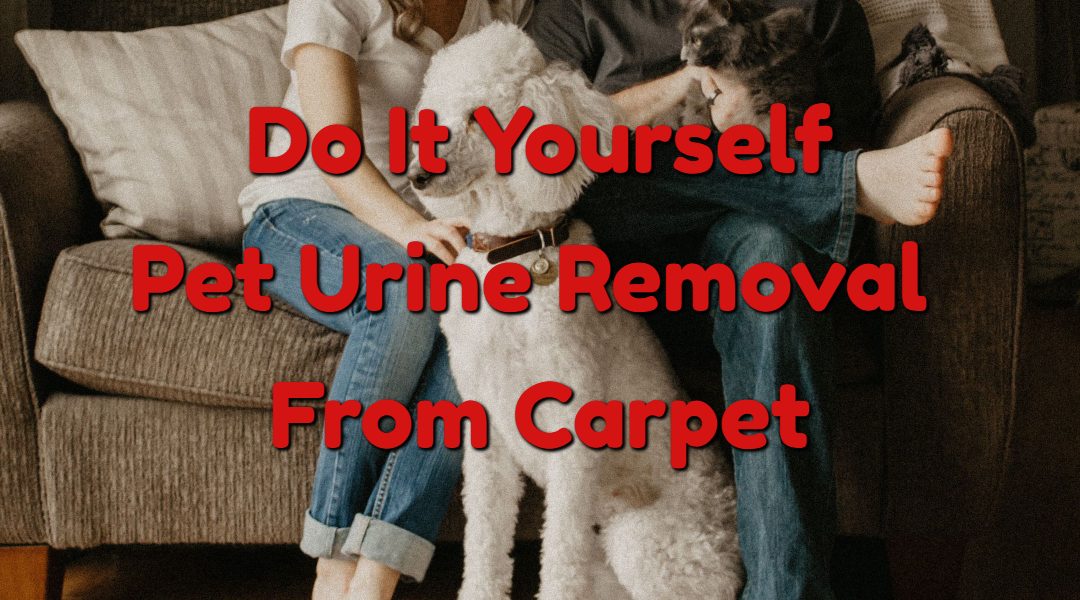 DIY – Pet Urine Odour Removal From Carpet